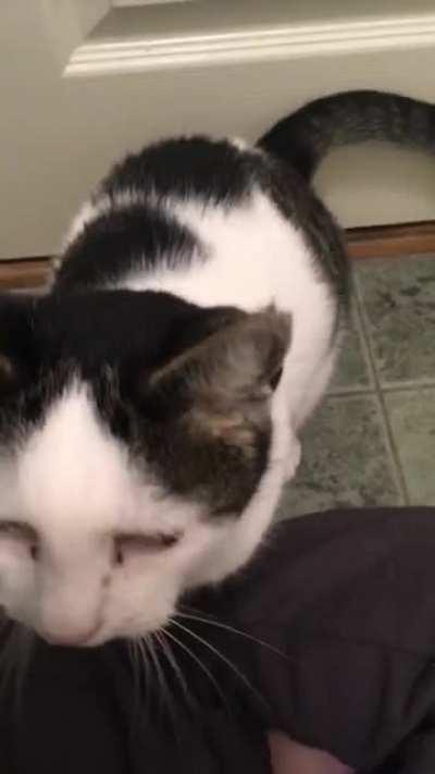 My cat asking nicely to be petted