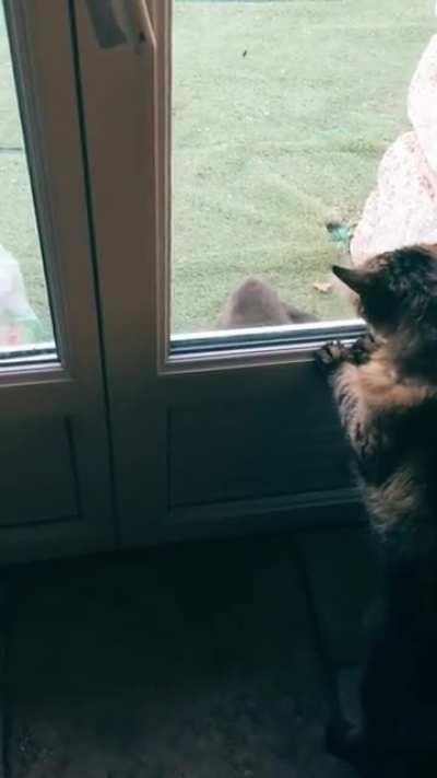 this cat was very clear - you've got to go.