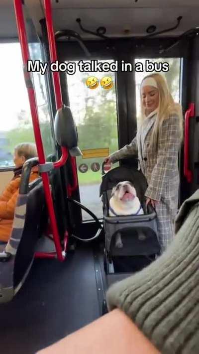 Dog Talking While Riding The Bus