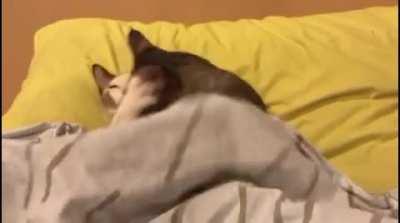 wife and husband, cats role playing