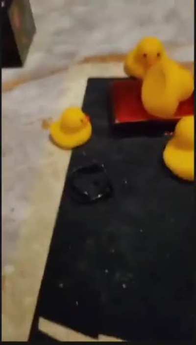 The most peak duck movie you will ever see