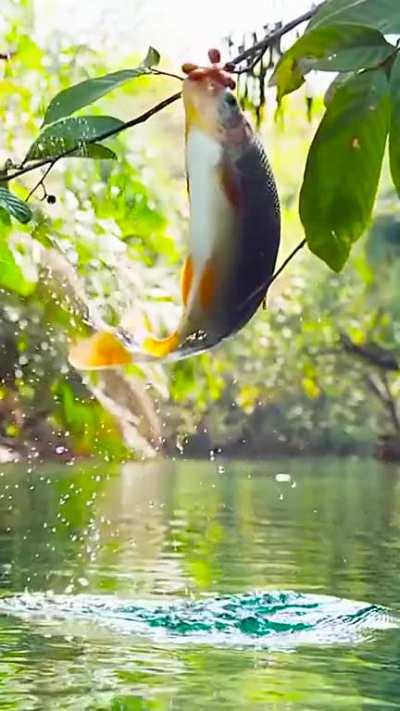 fish jumps out of water to put off fruit of over hanging tree