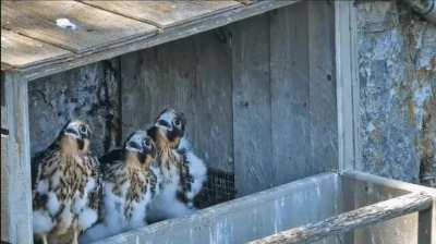 Baby falcons see a bird flying by