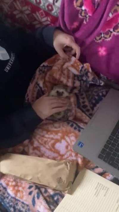 4 month old chonk gave us the belly today :)