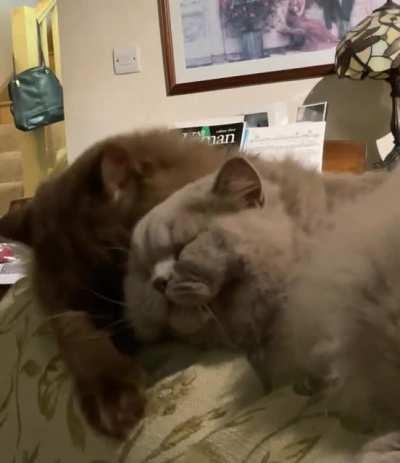 Just feel the love as my two brothers have an adorable groom together…