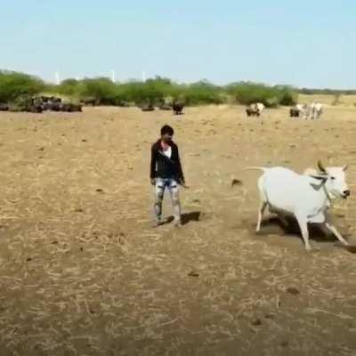 She protects her human!