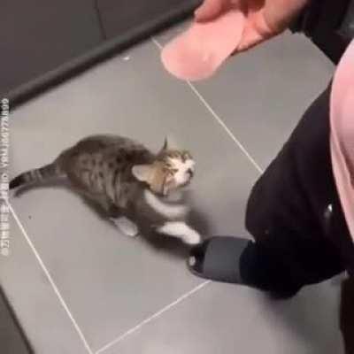 yesyesyesyesno baloney