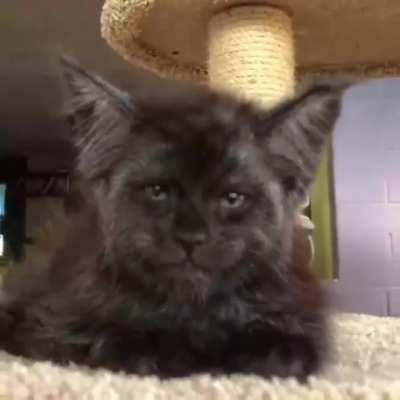 There's something very eerie about this cat.