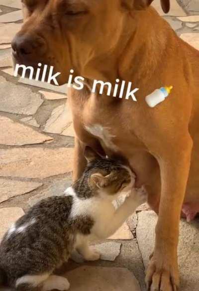 Mom taking care of everyone.