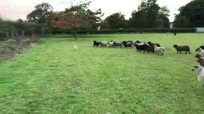 When you are underqualified for your dream job