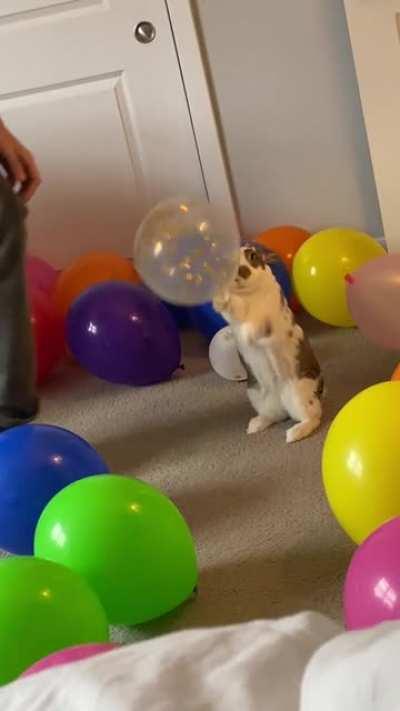 She broke in. So determined to get to the balloons.