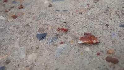 🔥 Fight to the death underfoot.. Noticed this spider running circles around an ant, covering it in webbing and climbing on its head to inject venom.