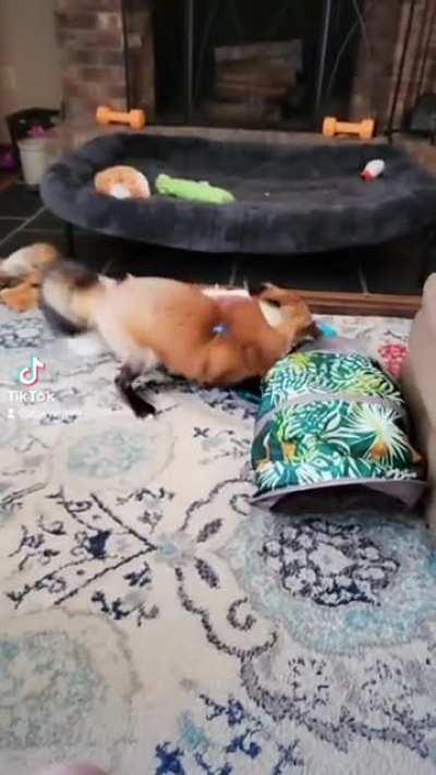 Zoey playing with her tunnel