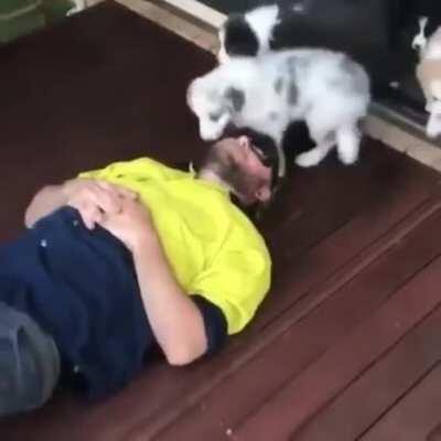 Puppy therapy is heaven on earth