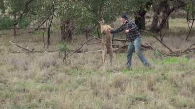 Man braves a wild kangaroo to save his dog
