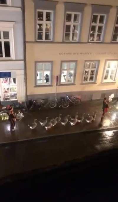 This happened last evening in Odense, Denmark