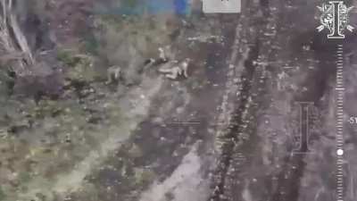 Ukrainian SOF captured a Russian position and made POWs call in reinforcements, then ambushed the platoon of Russian marines that showed up. Posted by 1st Battalion, 8th Special Purpose Regiment, December 6th, 2024.