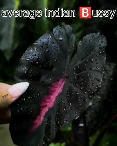 Ek gulambi to me bhi deserve karta hu 