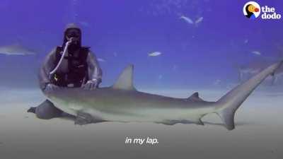 This is Cristina Zenato, who has removed over 300 Hooks from Sharks' Mouths