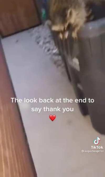 Human helps raccoon to get out of trashcan