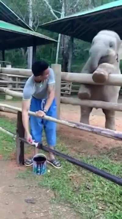 This young elephant trying to get a fence painter to play with her