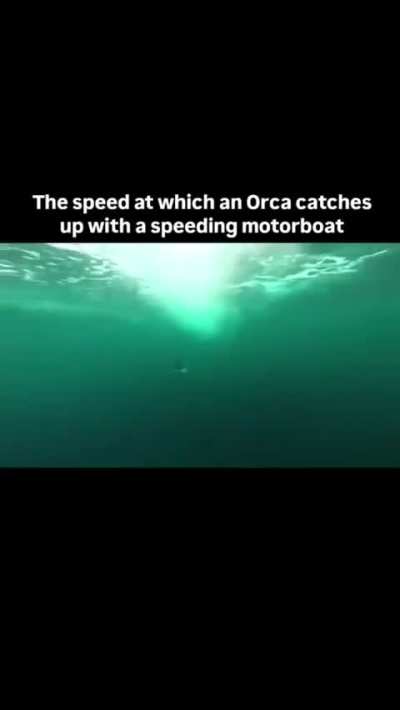 We are lucky Orcas don't usually attack humans in the ocean