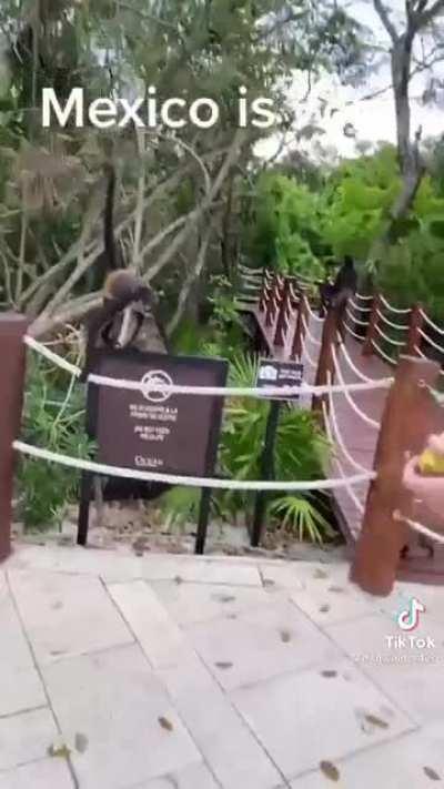 Just Americans feeding the animals in front of a sign telling them not to do so