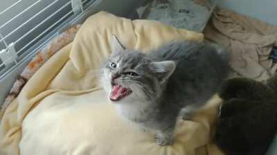 Grizzly figured you might enjoy actually hearing him when he yells!