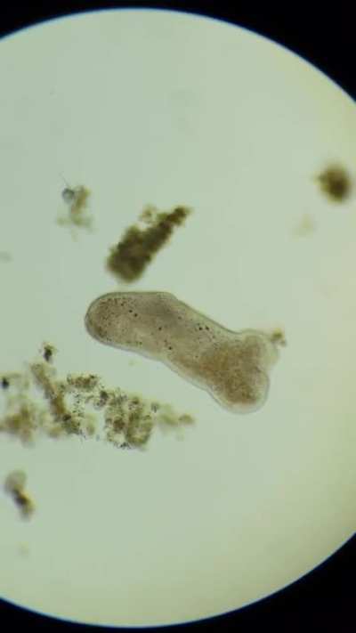 I observed this organism recently but I have no idea what it is