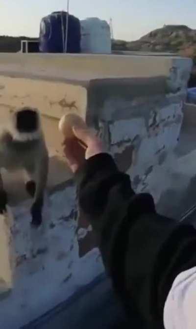 Never anger a monkey...