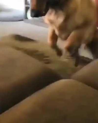 Ball has been located, commence cushion diving