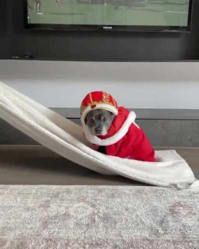 The King of the House