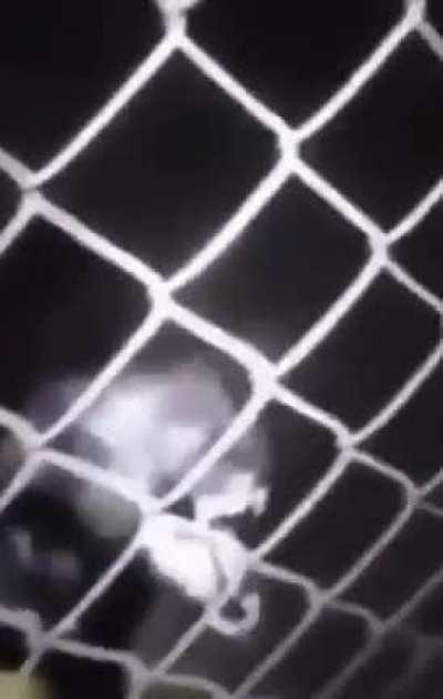 demon dog dang dusted