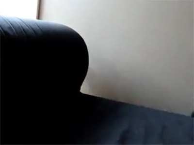 The Rare Bumblebee Cat