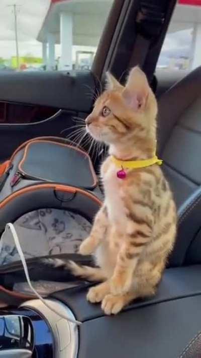 CAt FroZeN IN terrOR BEfORe bEiNg ATtACked bY MONSteR RoBOt