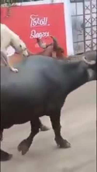 Shahenshah to thik hai par vo chada kaise