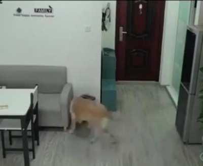 While the owner was sleeping, the dog opened the freezer, took out the ice cream, ate it and threw all the evidence in the trash😅🌈