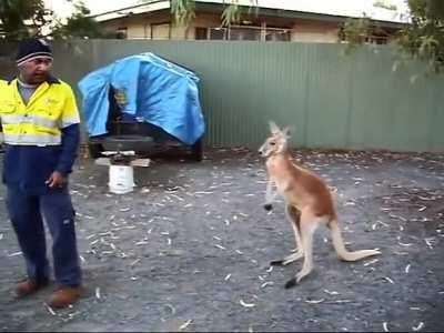 If that was an adult he’d be dead