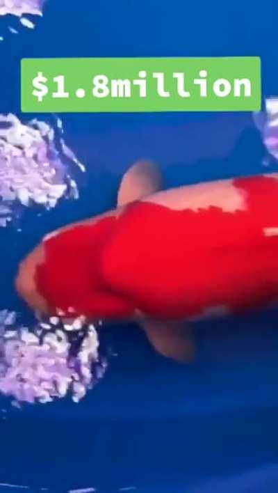 This KOI Sold For 1.8 Millions Dollars