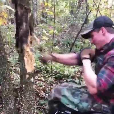 Sure showed the tree