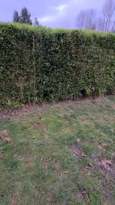 Shepherd goes in, golden comes out. Can't explain it