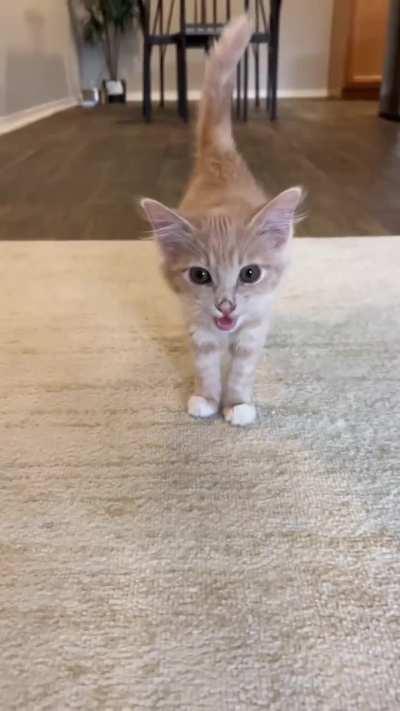 Some meow cuteness for you