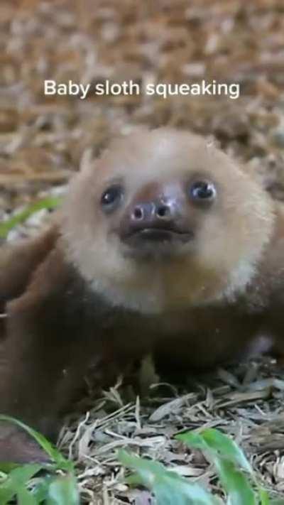 Baby sloth
