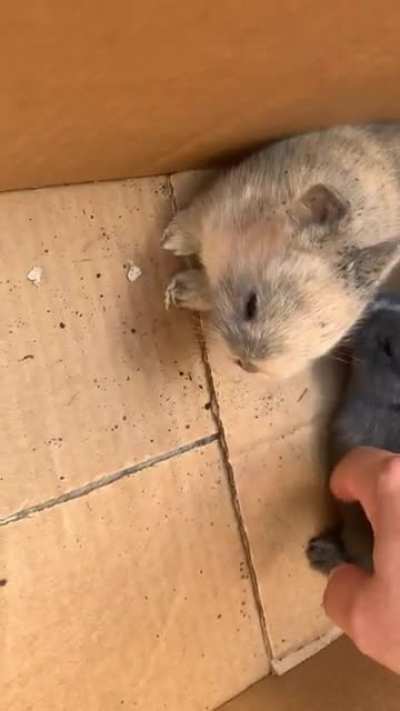 As promised, more baby content.