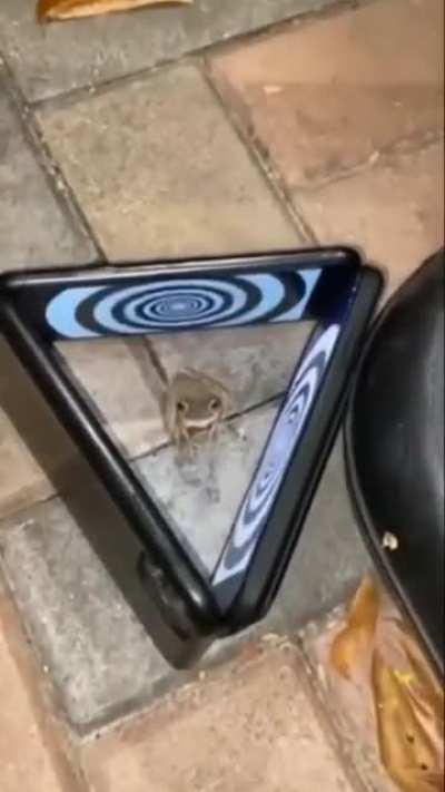 to hypnotise a frog