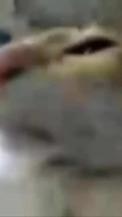 this is my lif (cat versuin) pls rate me 5 star, wuld apreciate………….