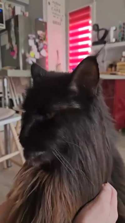 The appearance of a Maine cat