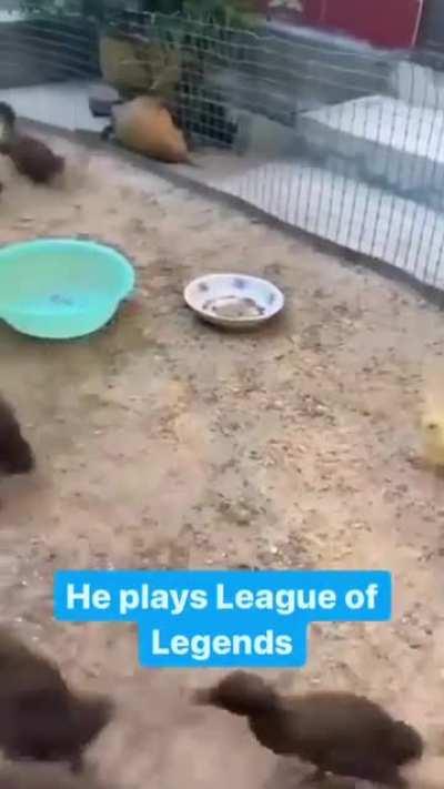 he is an r/shid_and_camed user