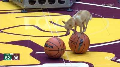 [Highlight] NBA allowing animal abuse to occur on the court
