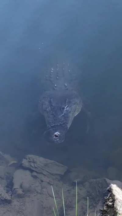 🔥 this crocodile stalking
